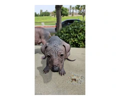 3 Pure Bred Xolo Mexican Hairless pups - 9