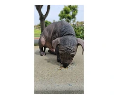 3 Pure Bred Xolo Mexican Hairless pups - 11
