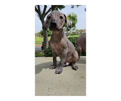 3 Pure Bred Xolo Mexican Hairless pups - 12