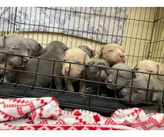 4 fawn 5 blue Pitbull puppies - 9
