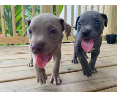 4 fawn 5 blue Pitbull puppies - 12