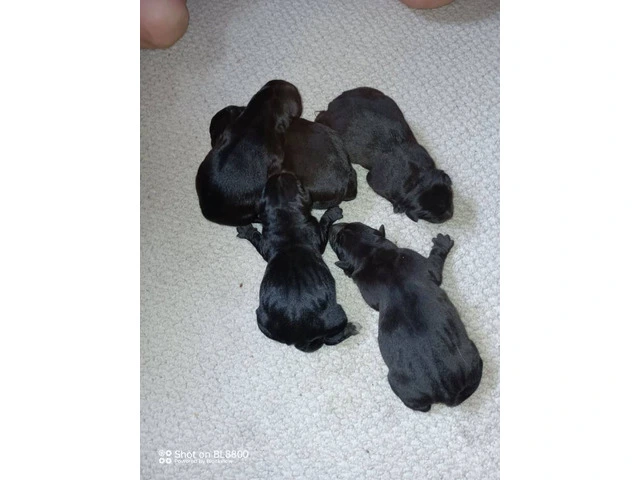 Beautiful mixed breed puppies for $250 - 1/5