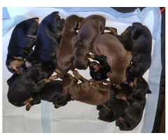 Black and copper little Doberman pups