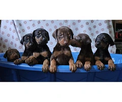 Black and copper little Doberman pups - 3
