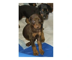 Black and copper little Doberman pups - 4