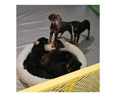 Black and copper little Doberman pups - 5
