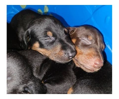 Black and copper little Doberman pups - 6