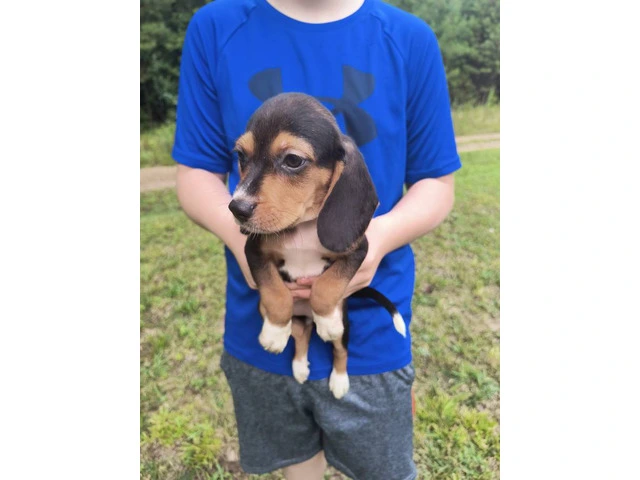 Short legged beagle puppies - 2/3