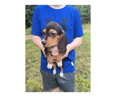 Short legged beagle puppies - 2