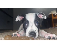 Rare Boxer Dalmatian Puppy $800