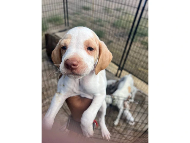 6 Pointer puppies available - 1/5