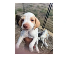 6 Pointer puppies available