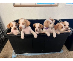 6 Pointer puppies available - 2