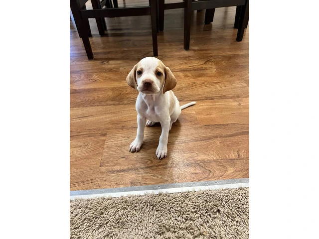 6 Pointer puppies available - 3/5