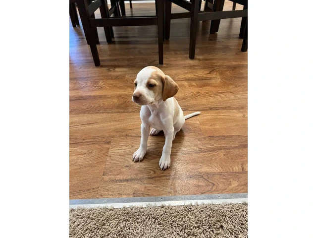 6 Pointer puppies available - 4/5
