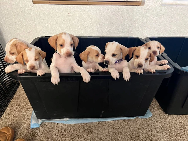 6 Pointer puppies available - 5/5