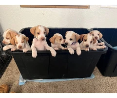 6 Pointer puppies available - 5