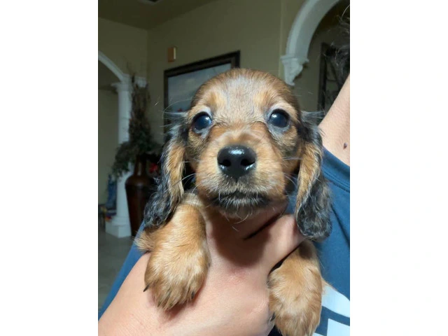 Brown weenie dog puppies for sale - 1/6