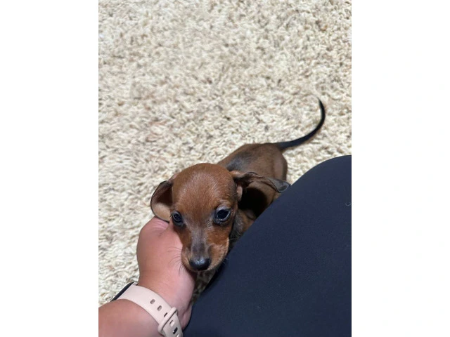 Brown weenie dog puppies for sale - 3/6