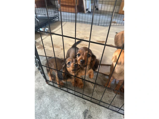 Brown weenie dog puppies for sale - 4/6