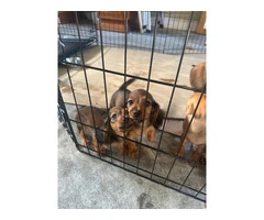 Brown weenie dog puppies for sale - 4