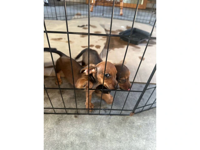 Brown weenie dog puppies for sale - 5/6