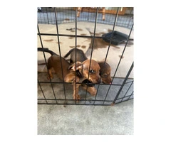 Brown weenie dog puppies for sale - 5
