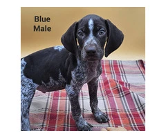 German Shorthaired Pointers - 4