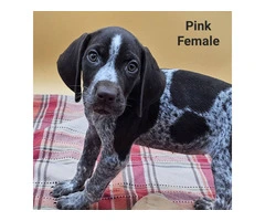 German Shorthaired Pointers - 5