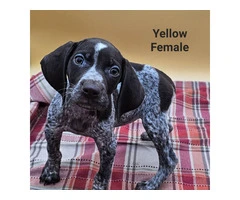 German Shorthaired Pointers - 6