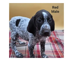 German Shorthaired Pointers - 7