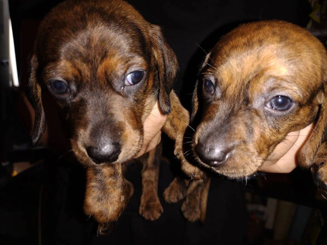 2 male Dachshund puppies for sale - 1/7