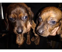 2 male Dachshund puppies for sale - 1