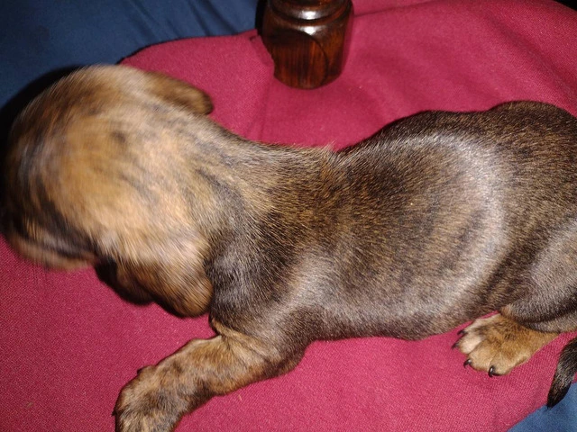2 male Dachshund puppies for sale - 3/7