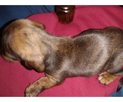 2 male Dachshund puppies for sale - 3