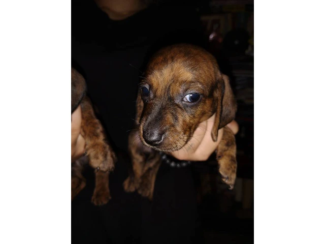 2 male Dachshund puppies for sale - 4/7