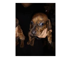 2 male Dachshund puppies for sale - 4