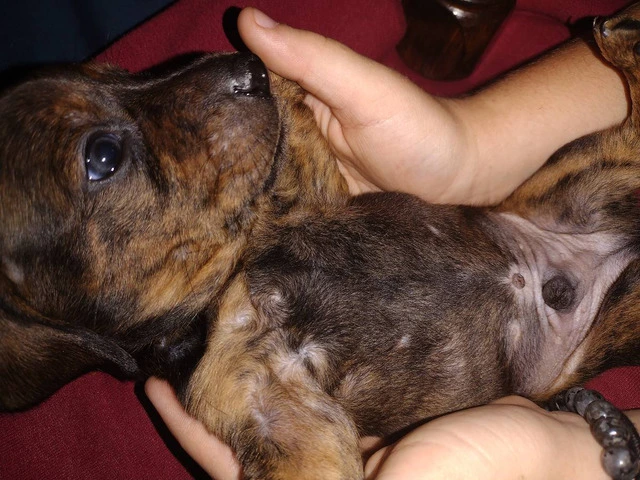 2 male Dachshund puppies for sale - 5/7