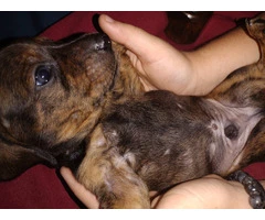 2 male Dachshund puppies for sale - 5
