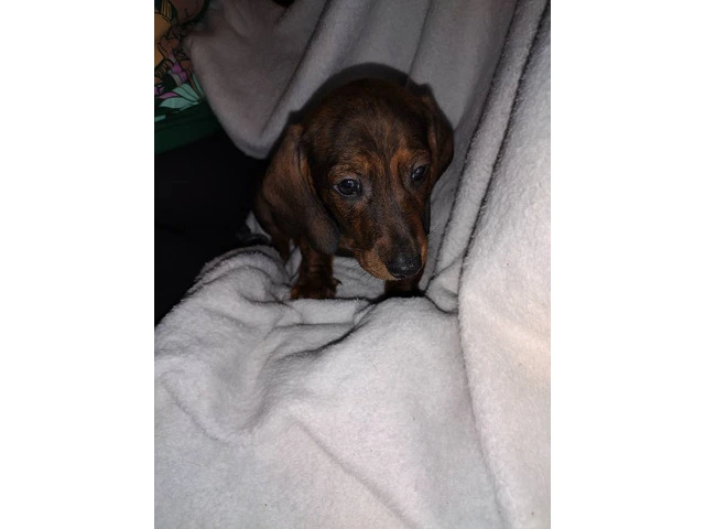 2 male Dachshund puppies for sale - 6/7