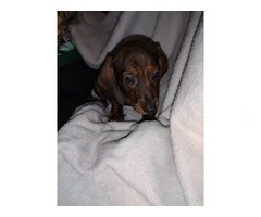 2 male Dachshund puppies for sale - 6