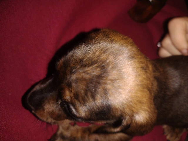 2 male Dachshund puppies for sale - 7/7