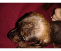 2 male Dachshund puppies for sale - 7