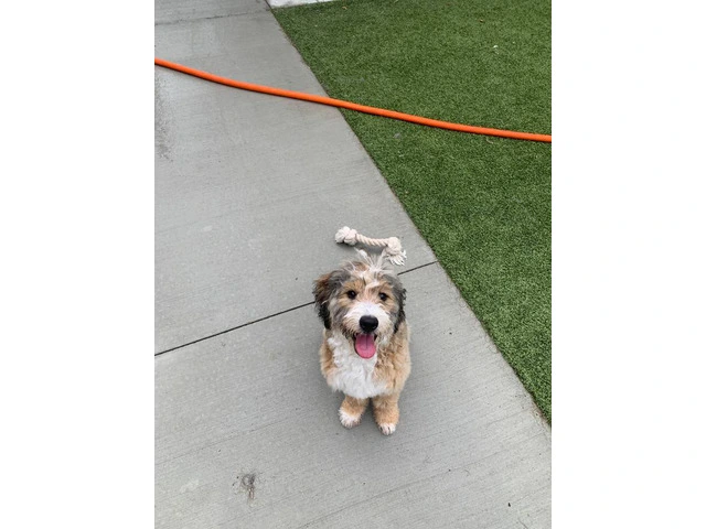 Meet Churro: My 8-Month-Old Tricolor Bernedoodle Puppy - 4/5