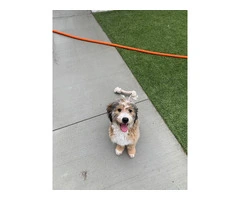 Meet Churro: My 8-Month-Old Tricolor Bernedoodle Puppy - 4