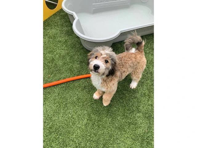 Meet Churro: My 8-Month-Old Tricolor Bernedoodle Puppy - 5/5
