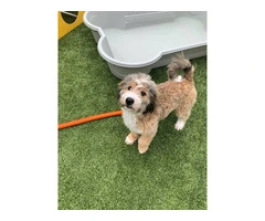 Meet Churro: My 8-Month-Old Tricolor Bernedoodle Puppy - 5