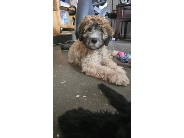 12-week-old Whoodle puppy for sale - 1/8