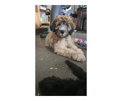 12-week-old Whoodle puppy for sale