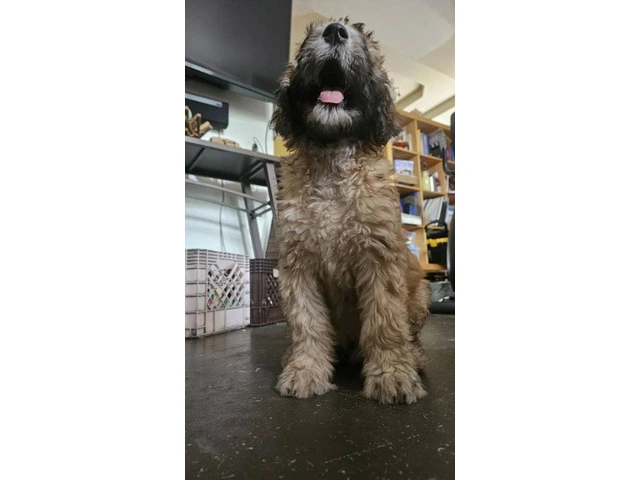 12-week-old Whoodle puppy for sale - 4/8